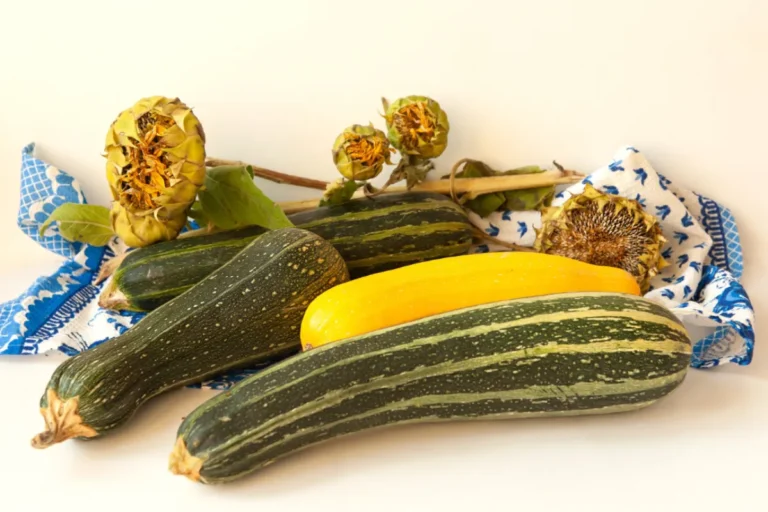 Découvrez la magie de la courgette