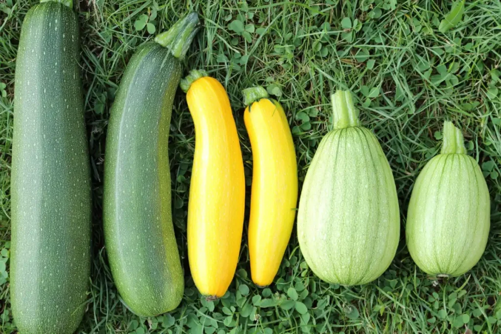 Les variétés de courgettes